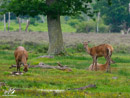 Roe - Sarna